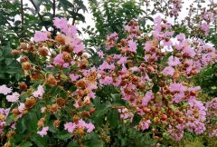 美國(guó)紫荊花