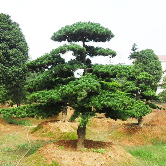 <b>羅漢松</b>